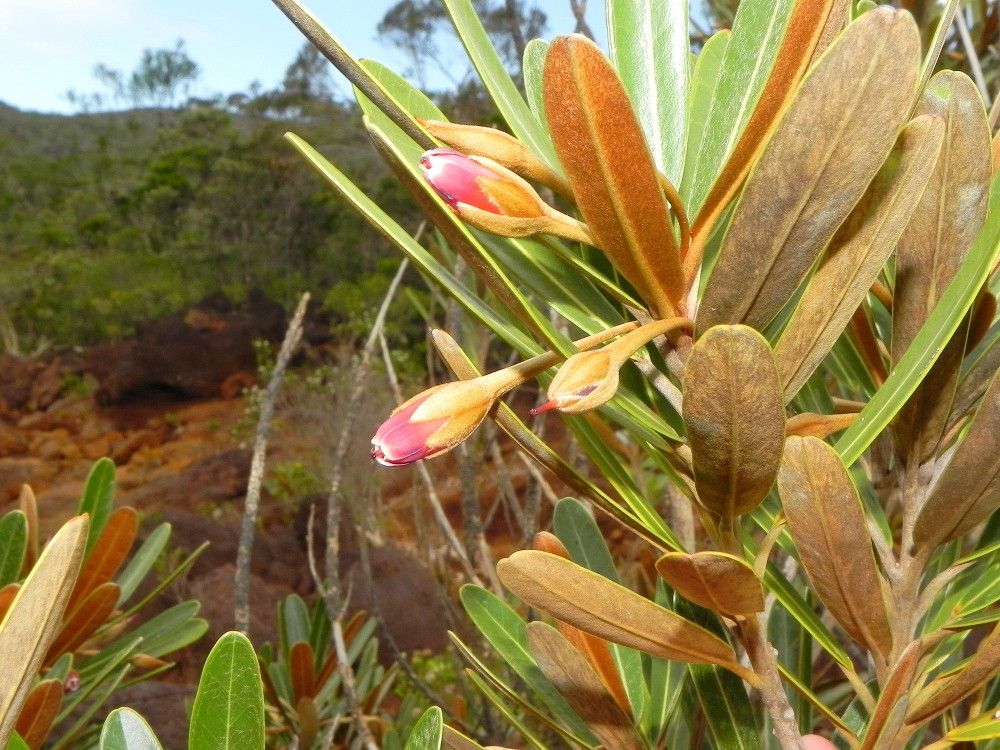 Planchonella baillonii flower