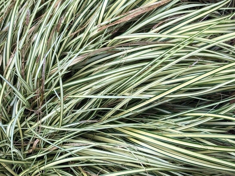 Carex oshimensis