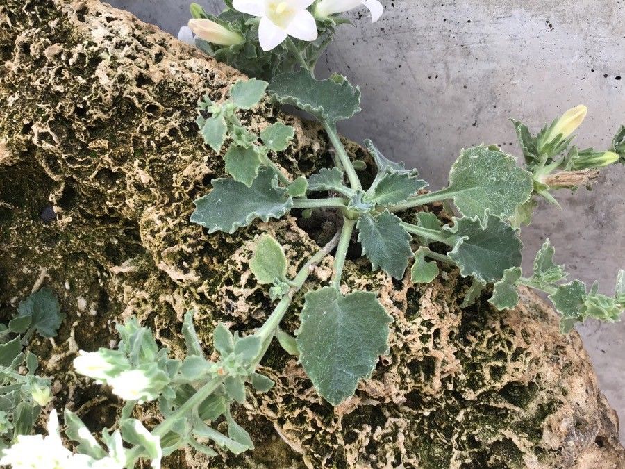 Campanula kachethica — houseplant care guide