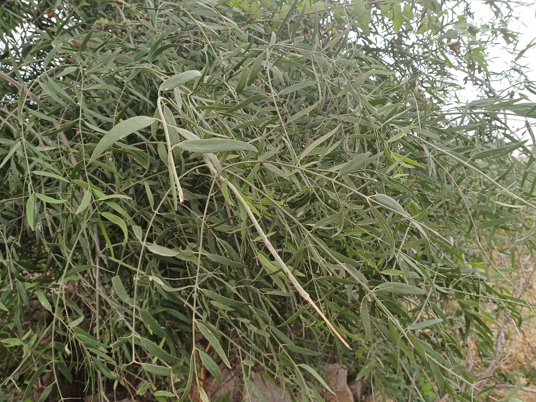 Salvadora australis — related species from the same genus