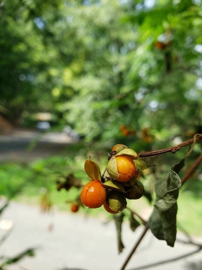 Celastrus paniculatus fruit