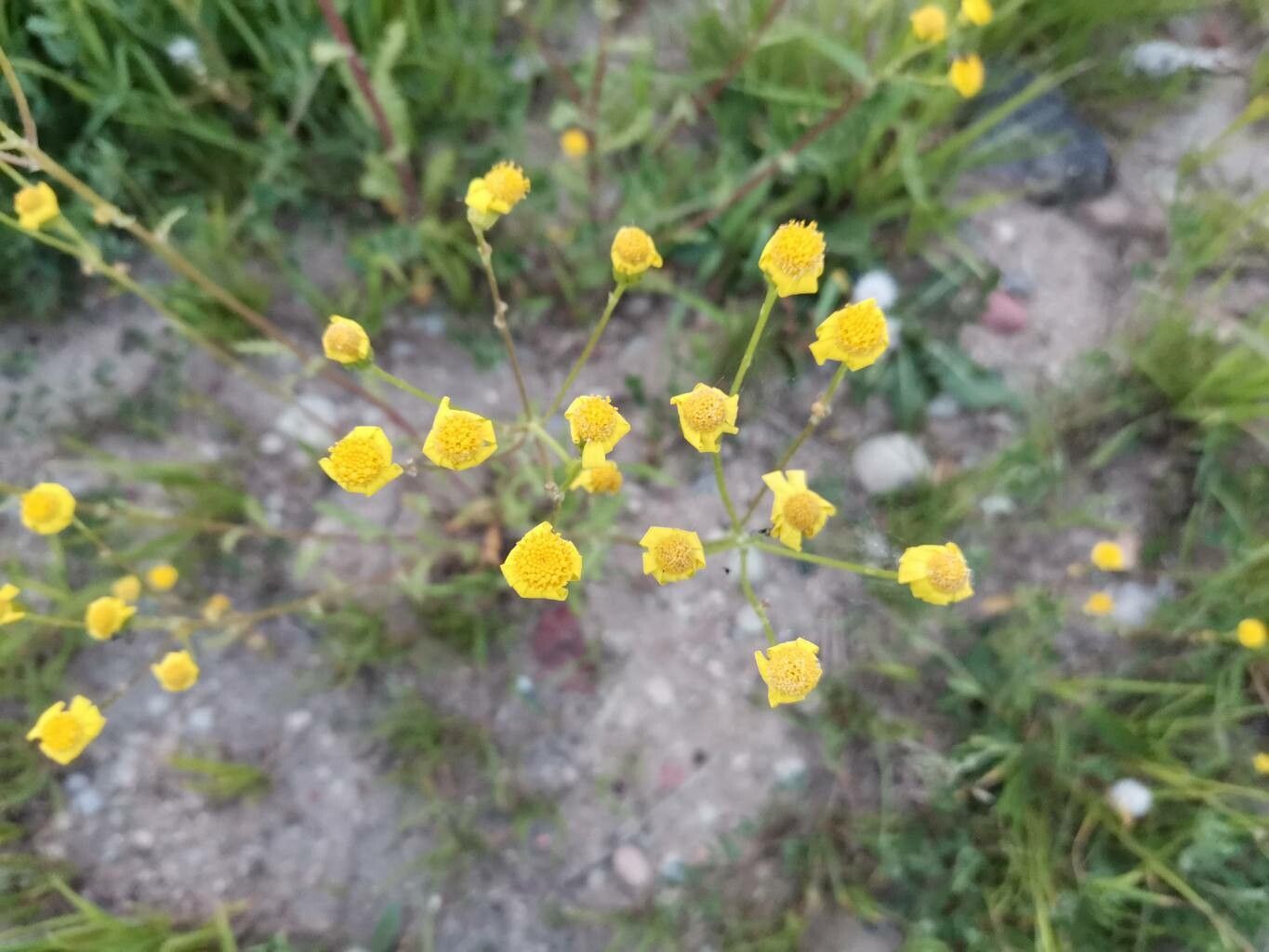 Senecio massaicus flower