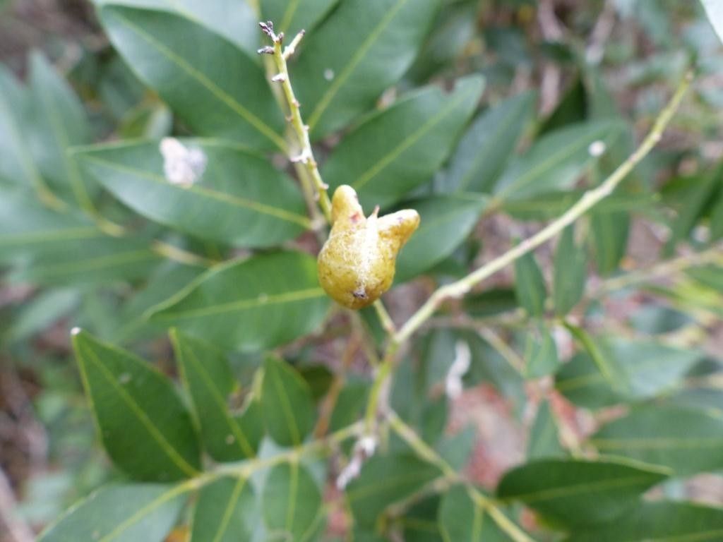 Cupaniopsis fruticosa fruit