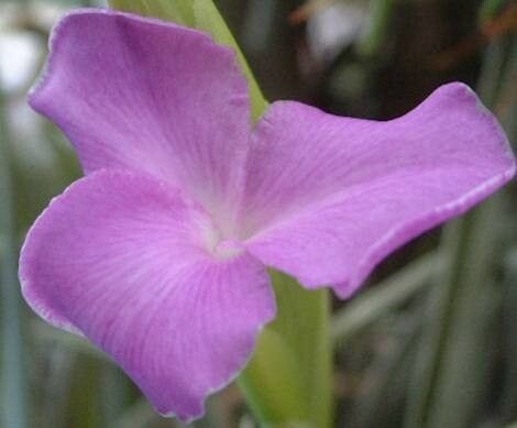 Tillandsia esseriana flower