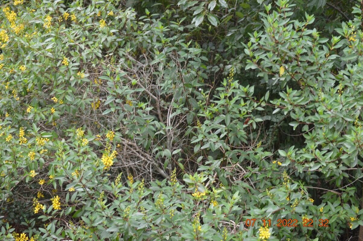 Galphimia gracilis leaf