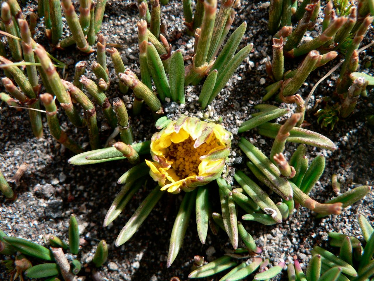 Werneria pumila flower