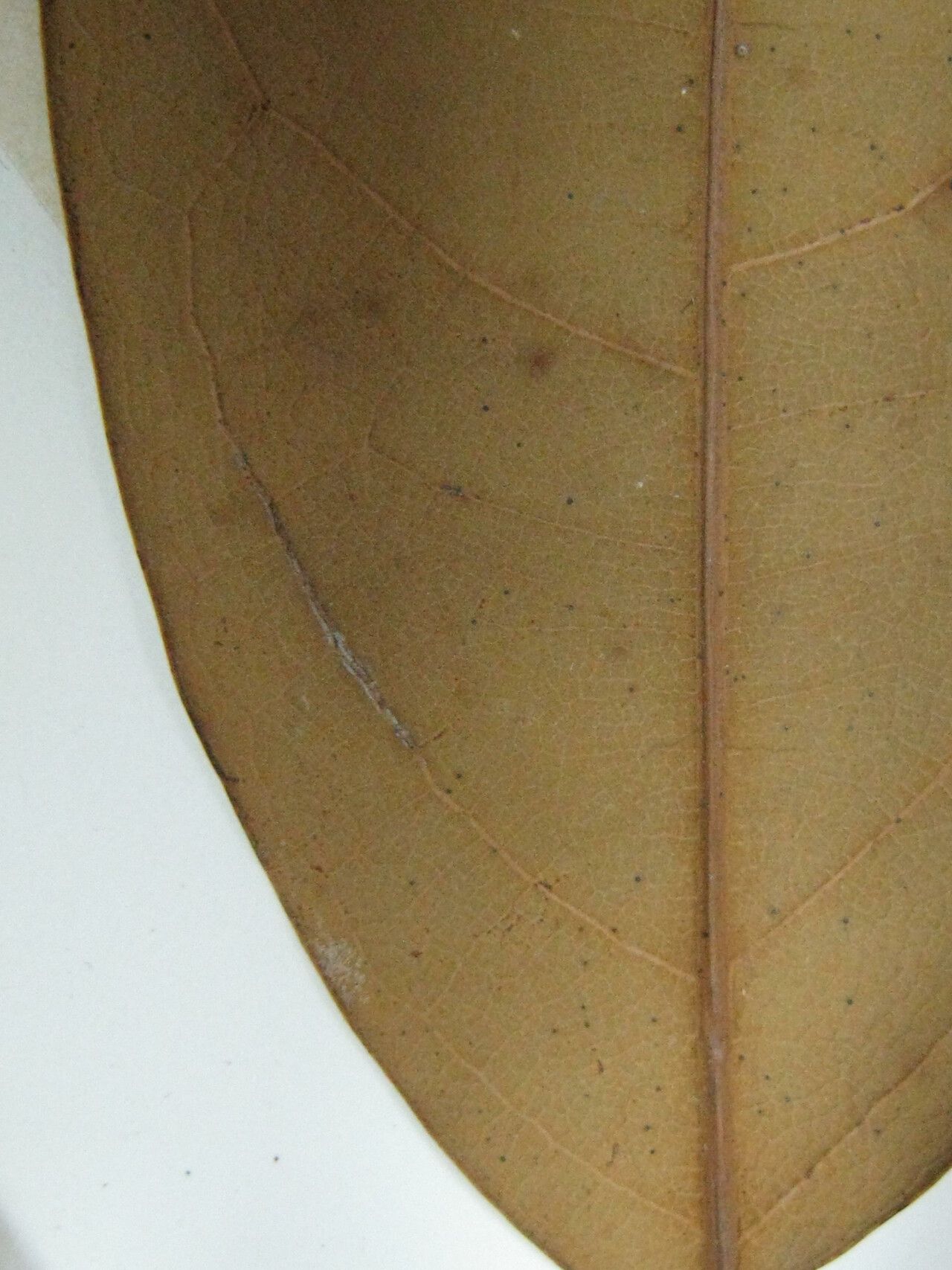 Aniba panurensis other