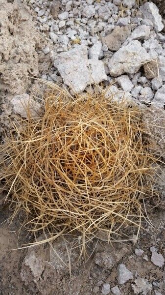 Echinopsis ferox habit