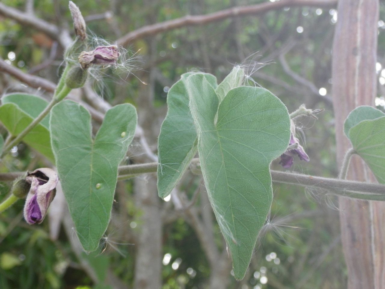 Ipomoea rubens — search result for 'Ipomoea'
