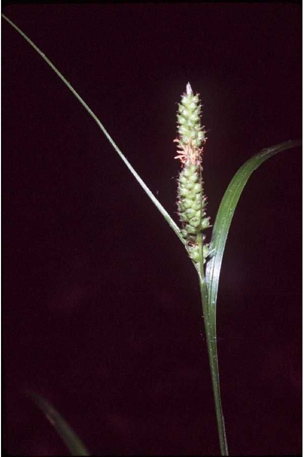 Carex bushii — houseplant care guide