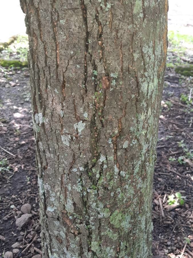 Platymiscium parviflorum bark