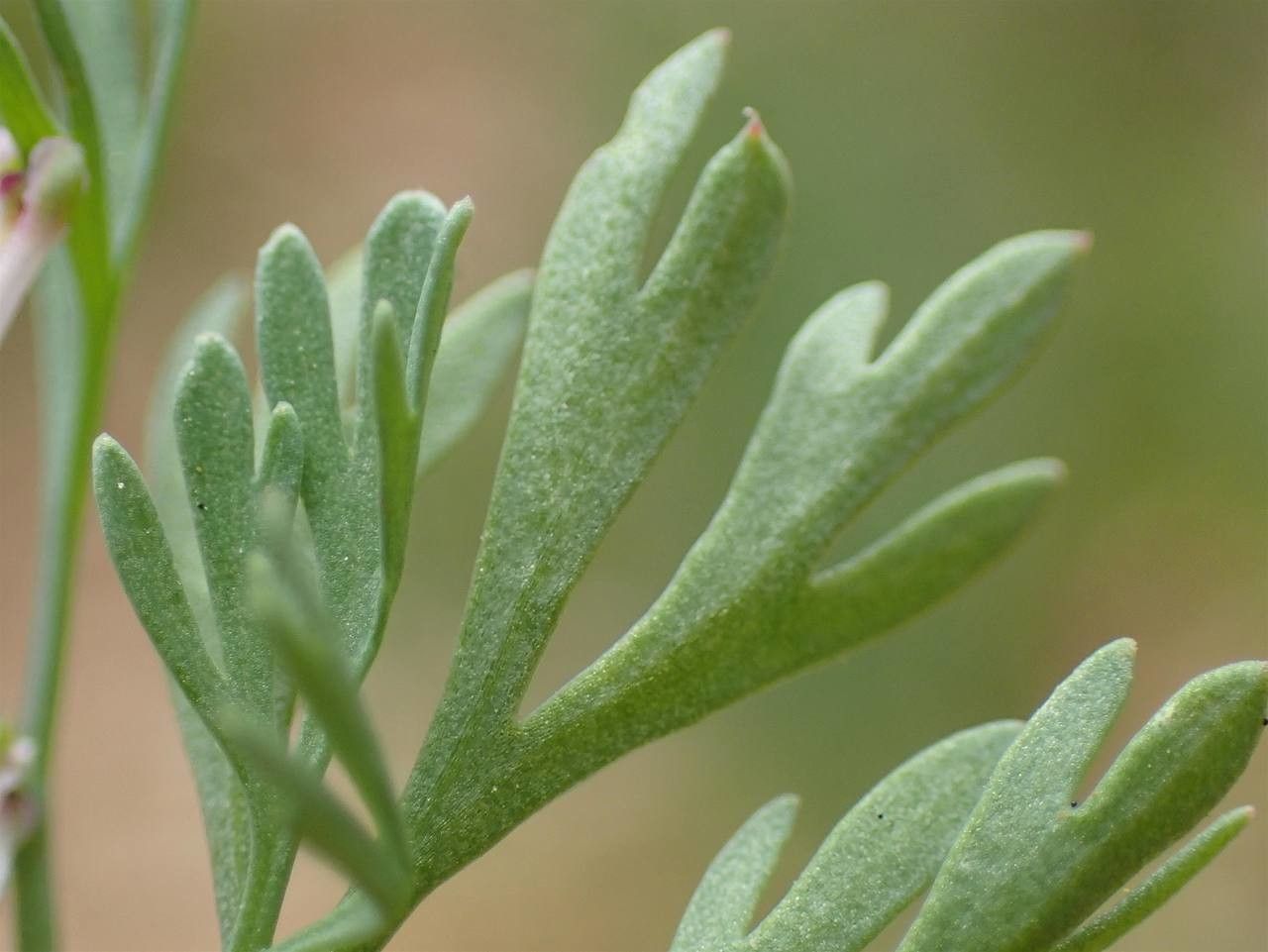 Fumaria petteri — search result for 'Fumaria'