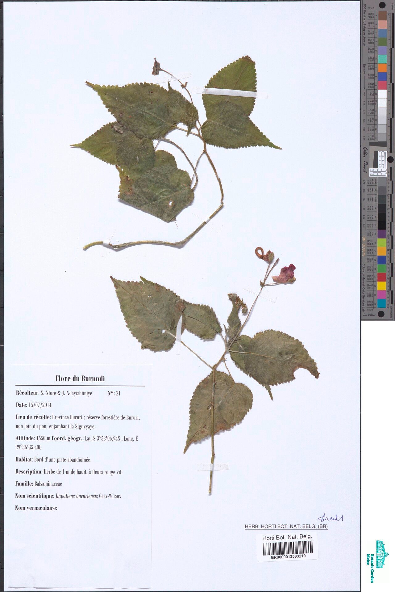 Impatiens bururiensis — houseplant care guide