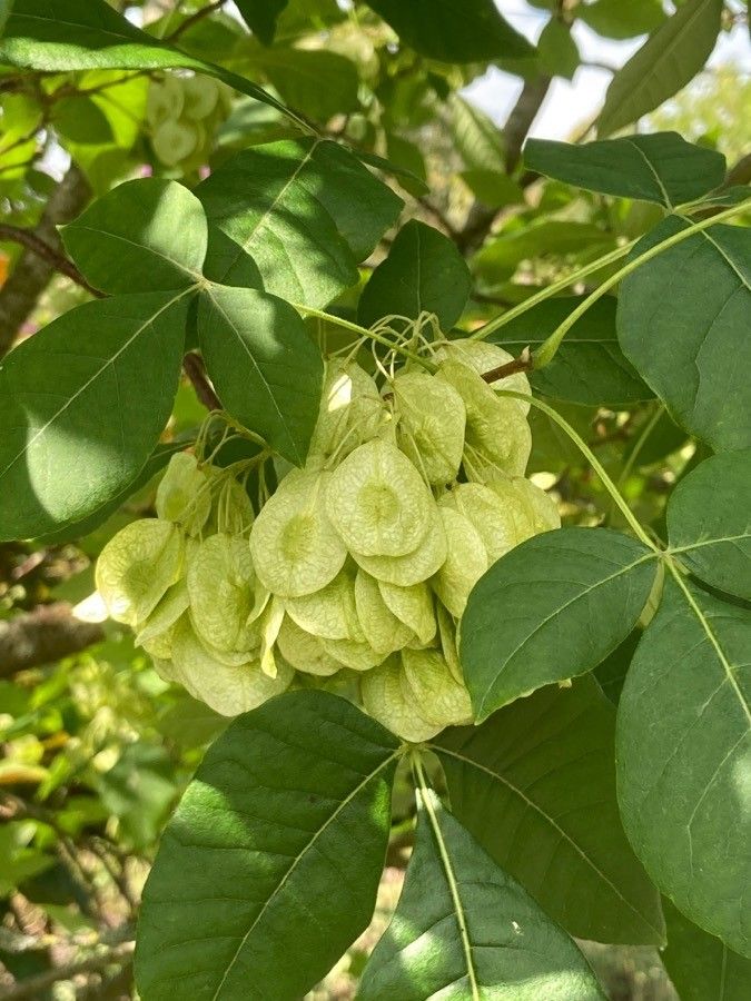Ptelea trifoliata fruit