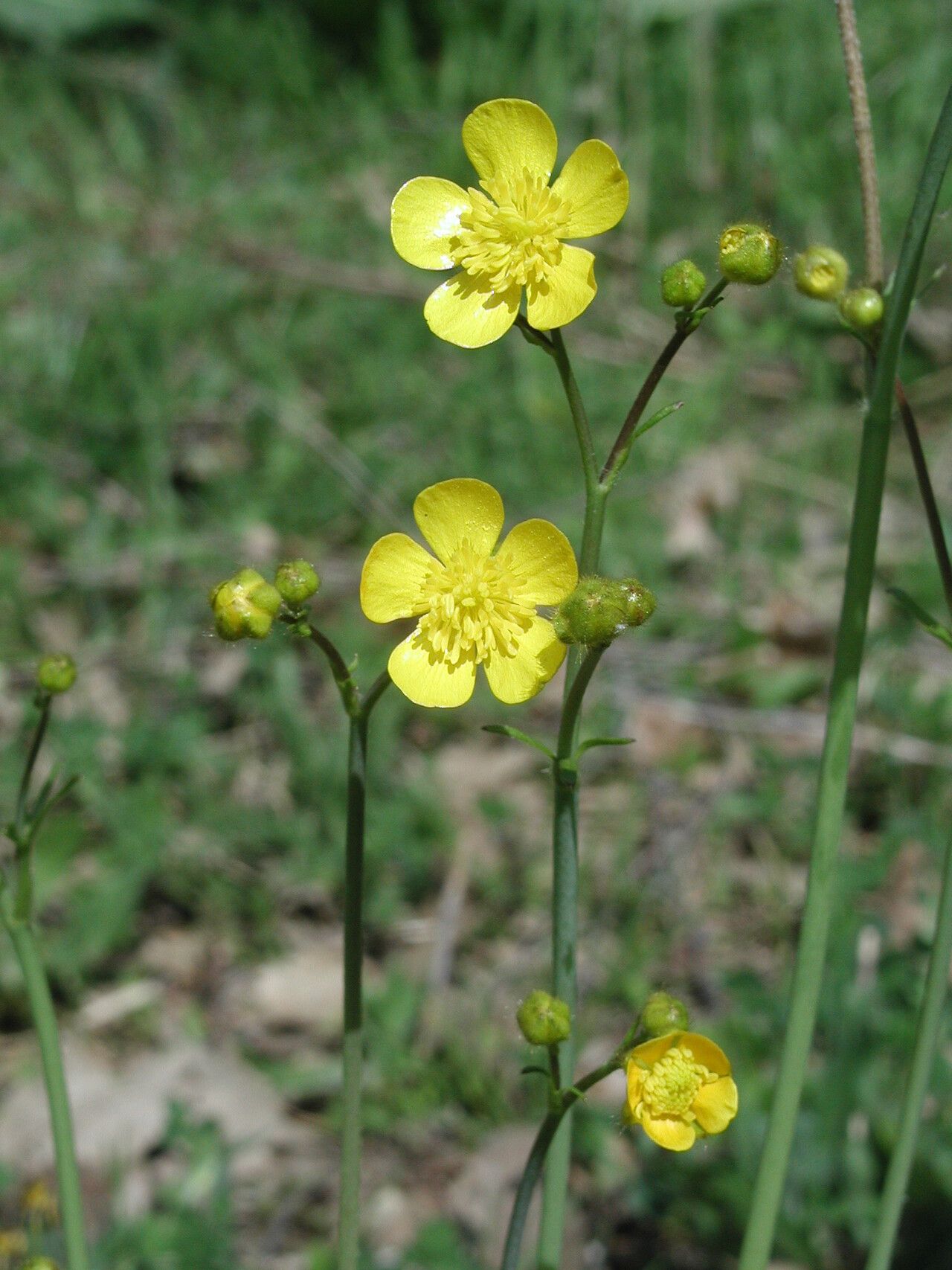 Ranunculus constantinopolitanus flower
