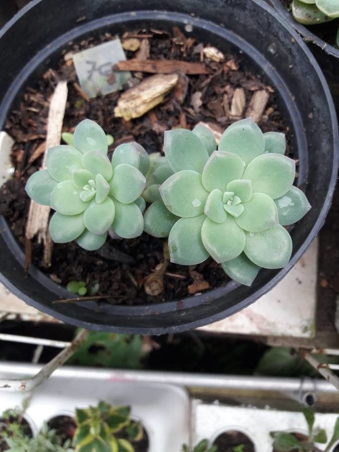 Sedum clavatum fruit