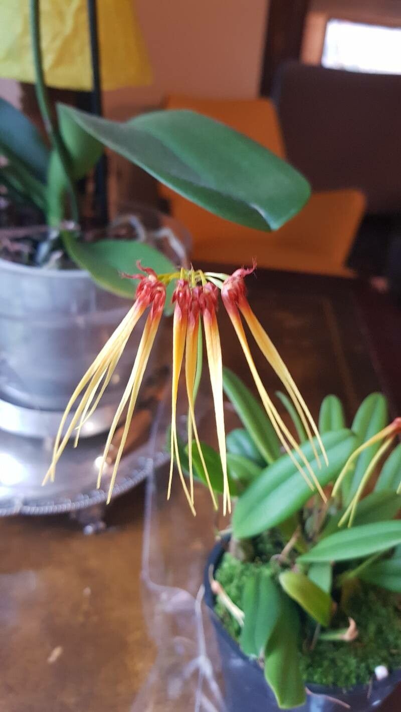 Bulbophyllum hirundinis — houseplant care guide