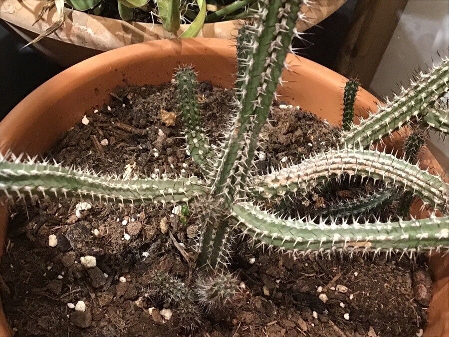 Euphorbia baioensis — search result for 'Kenya'