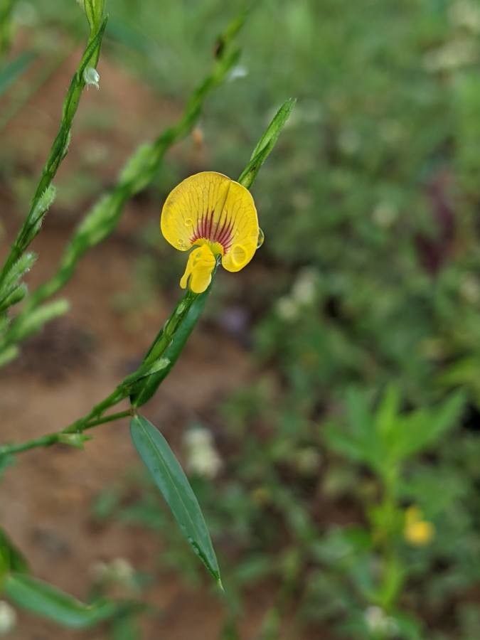 Zornia latifolia flower