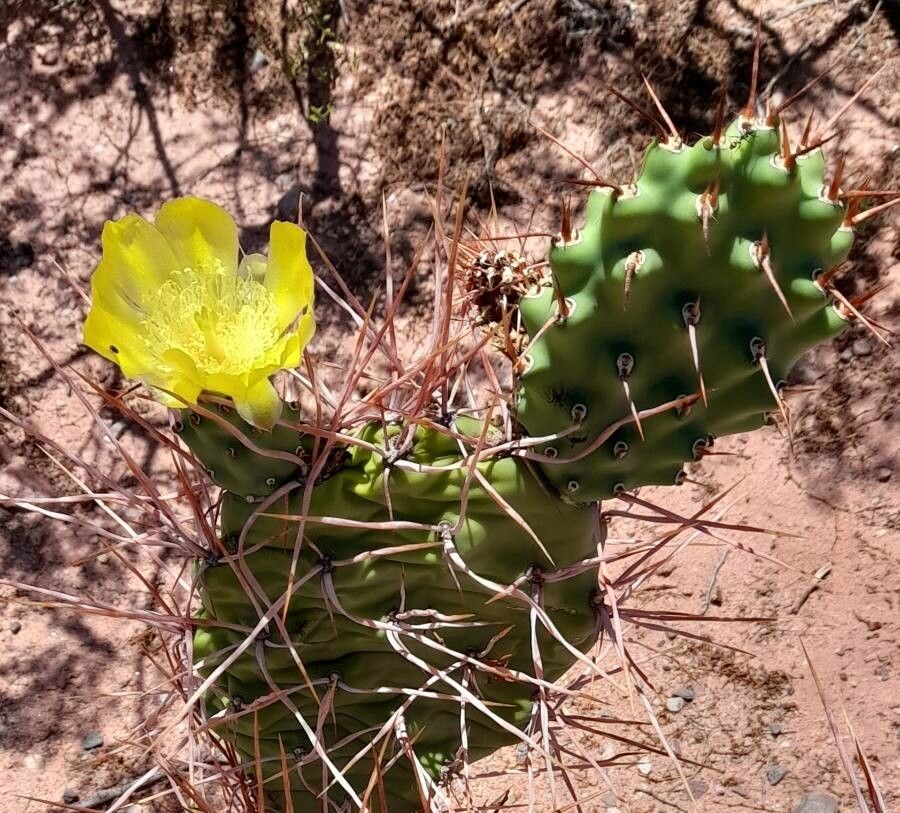 Opuntia sulphurea leaf