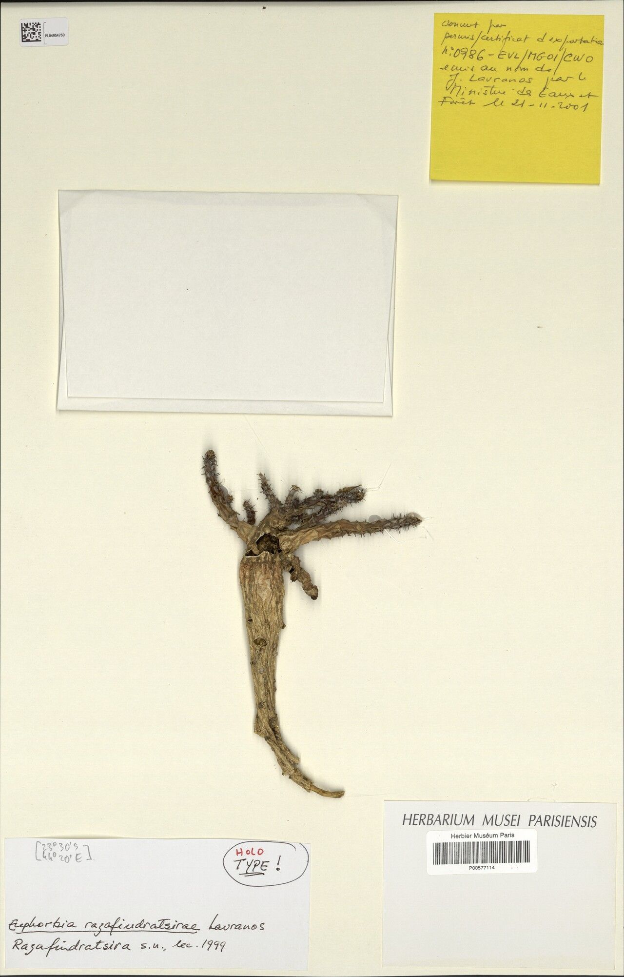 Euphorbia mangokyensis — houseplant care guide