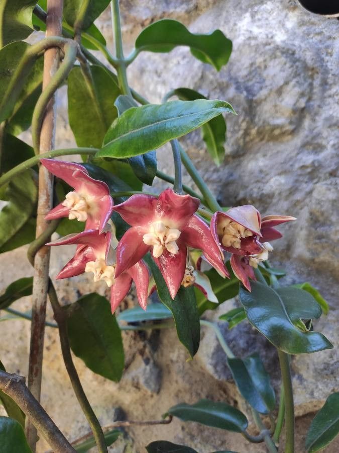 Hoya imperialis flower