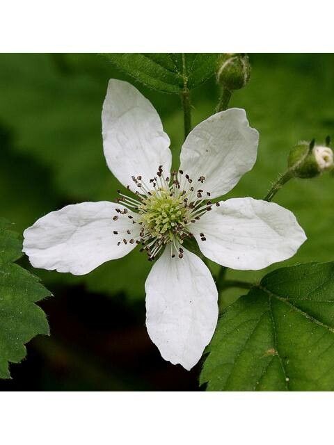 Rubus setosus flower