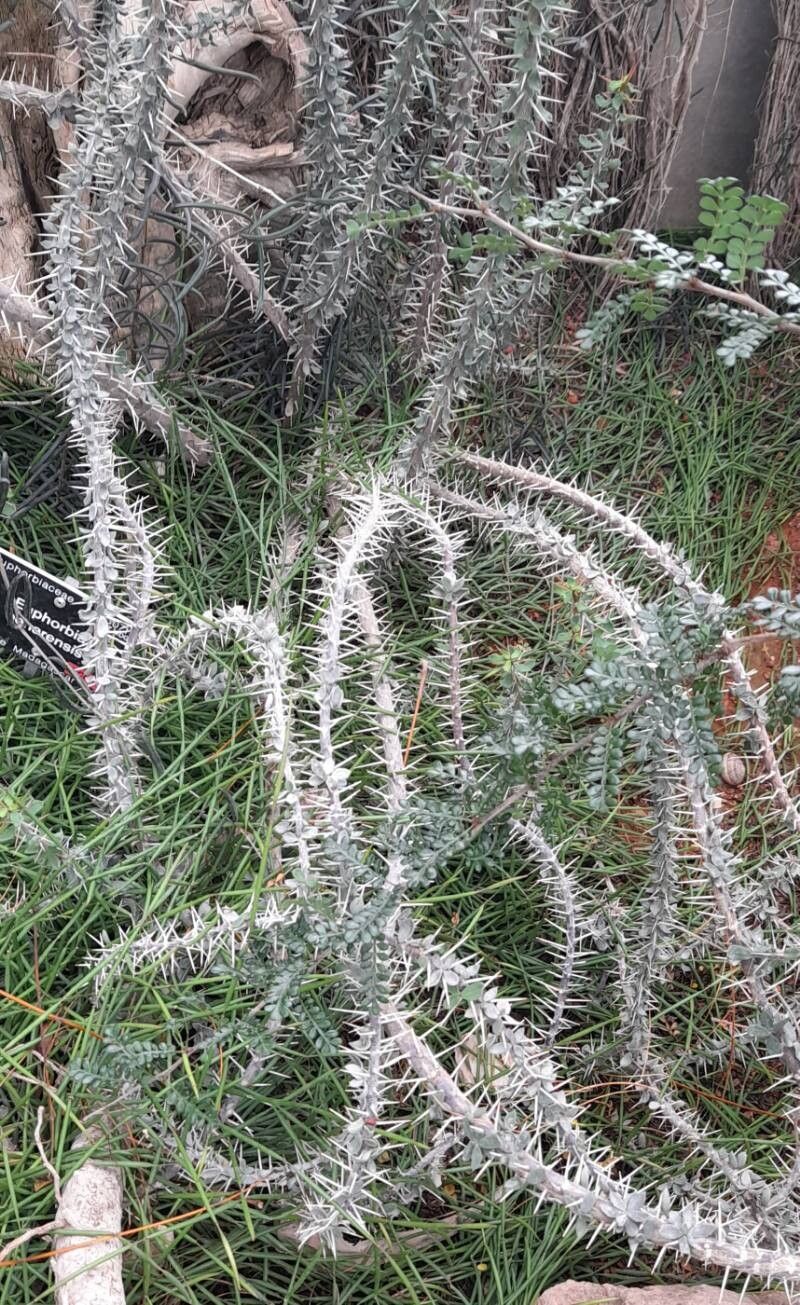 Euphorbia beharensis habit