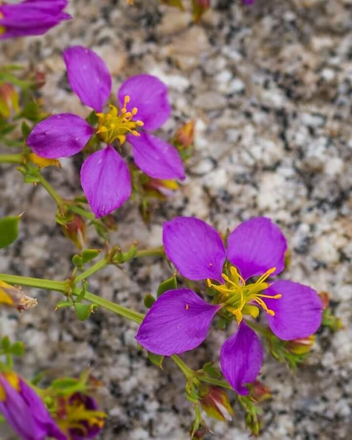 Zygophyllum chilense — related species from the same genus