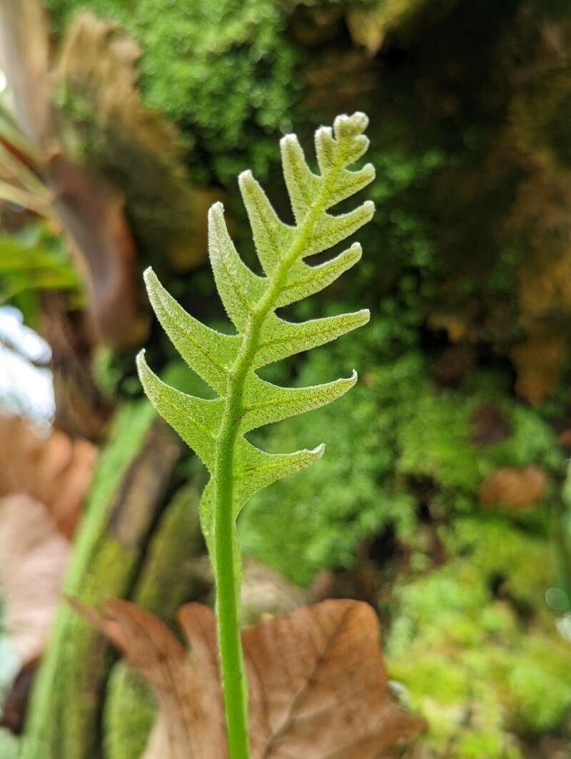 Drynaria quercifolia leaf