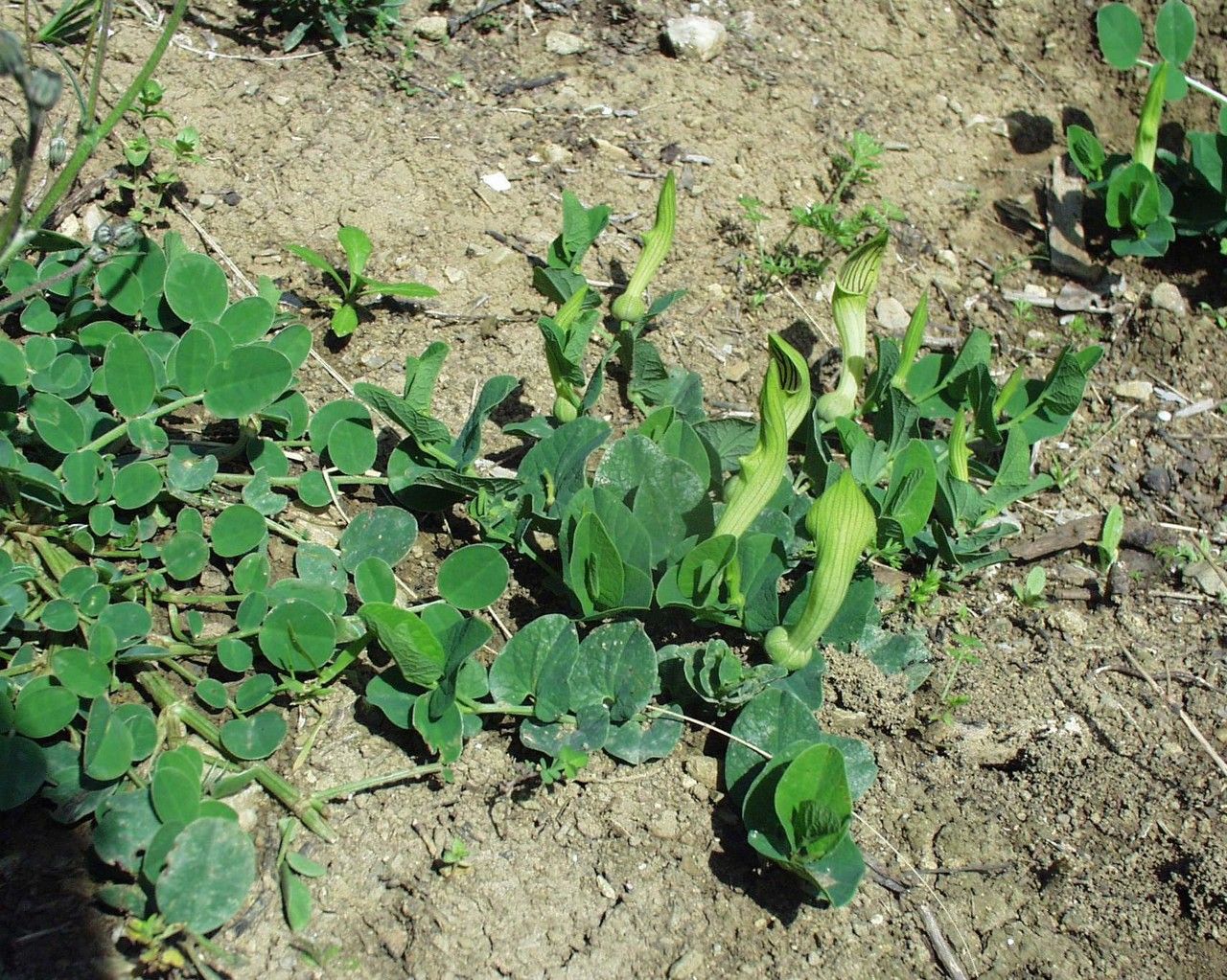 Aristolochia fontanesii habit