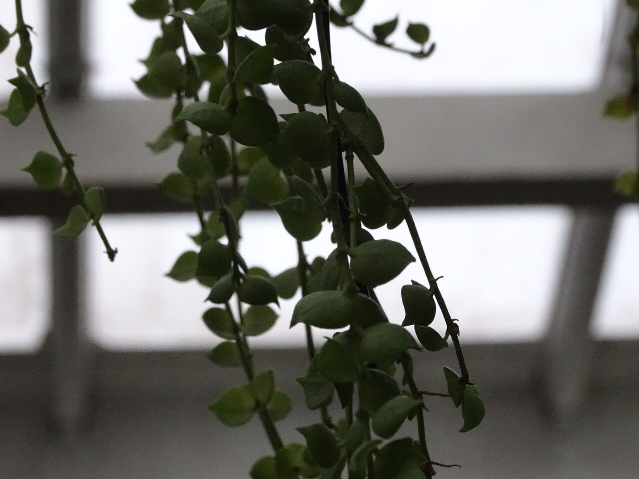 Dischidia ruscifolia leaf