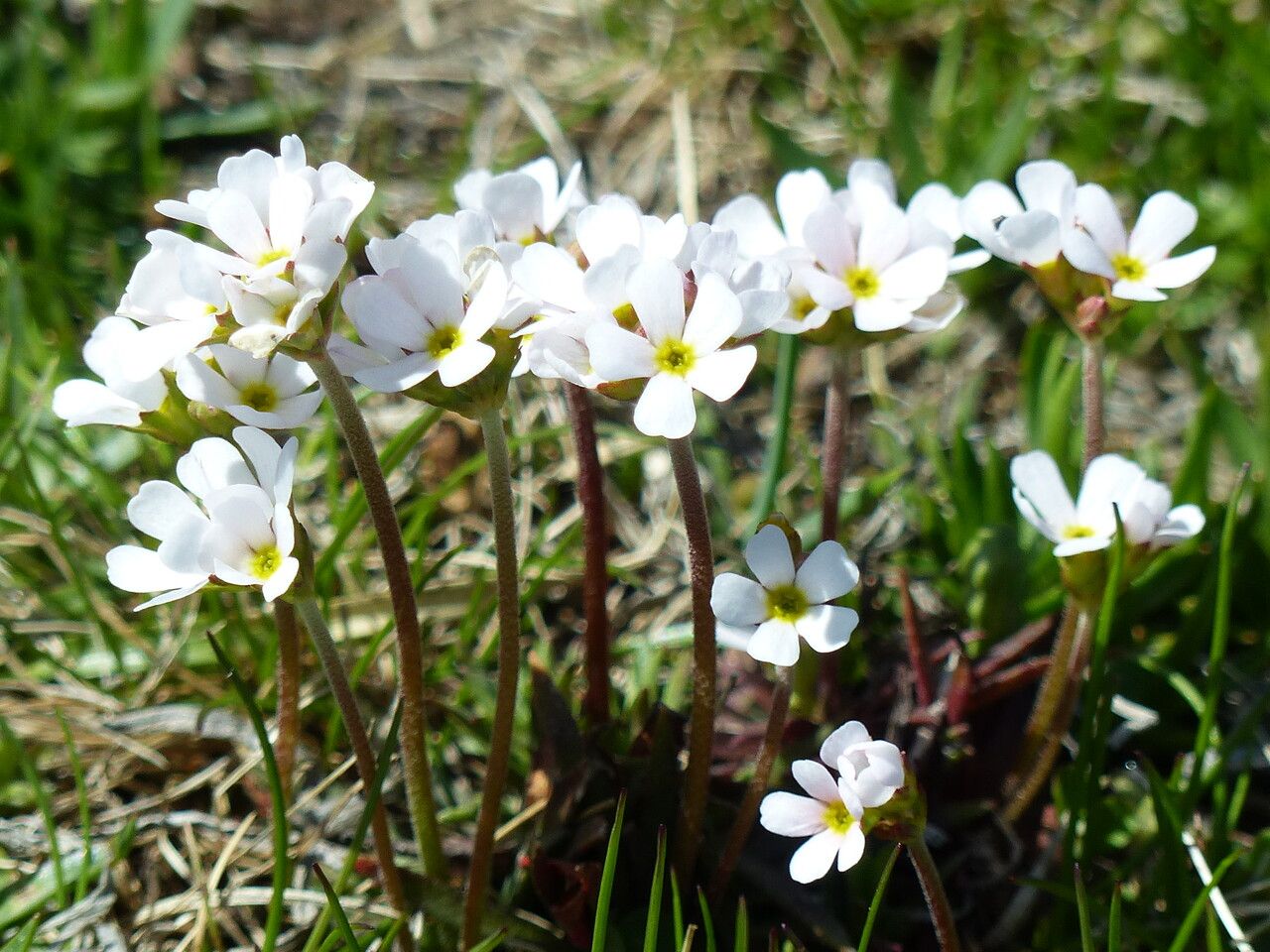Androsace adfinis flower