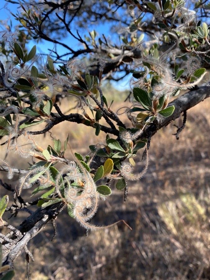 Cercocarpus montanus flower