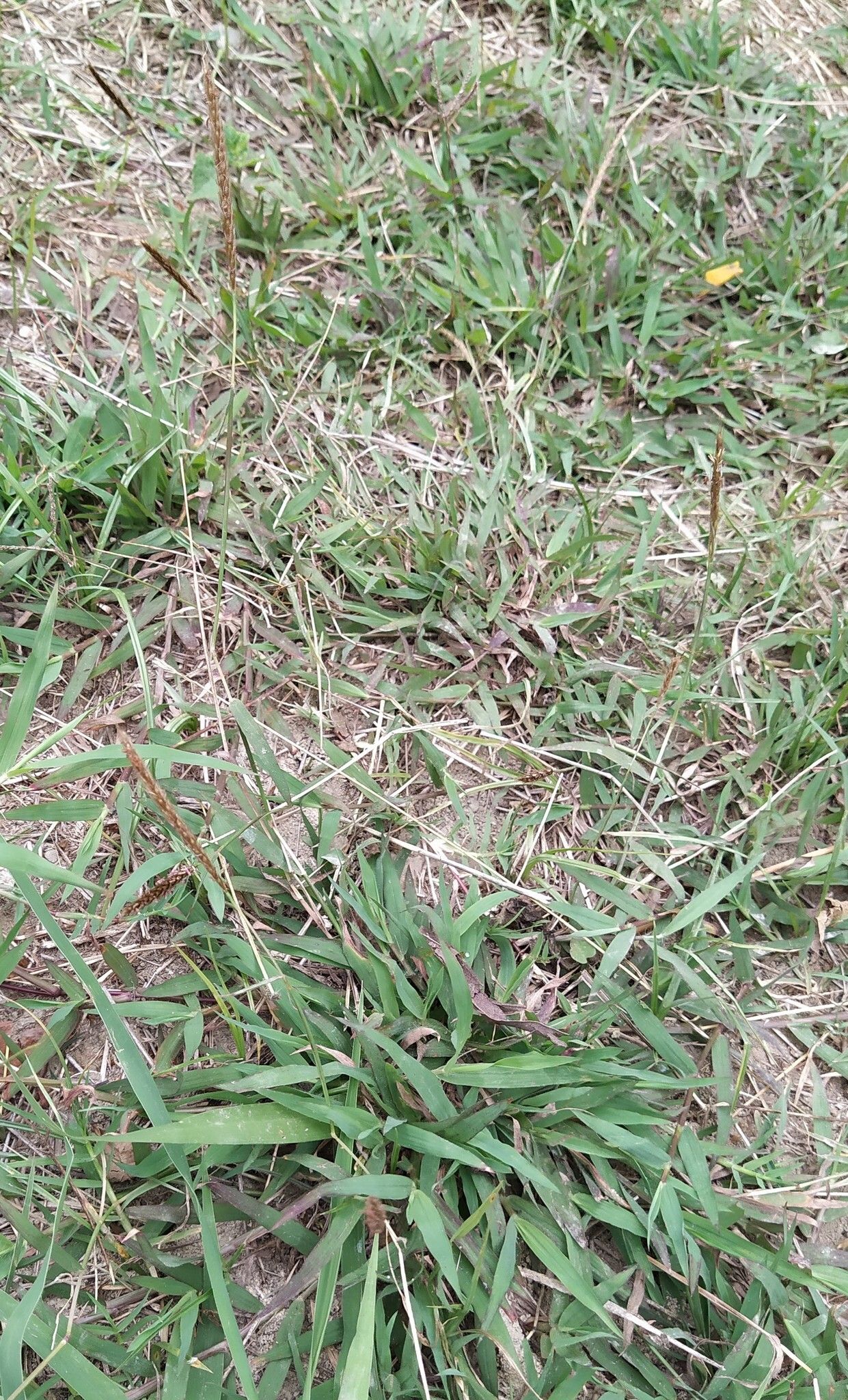 Polytrias indica habit