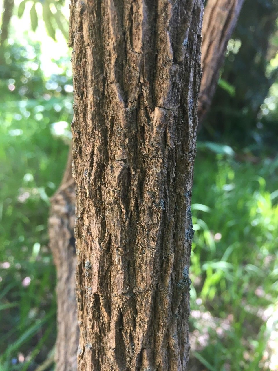 Berberis lomariifolia bark