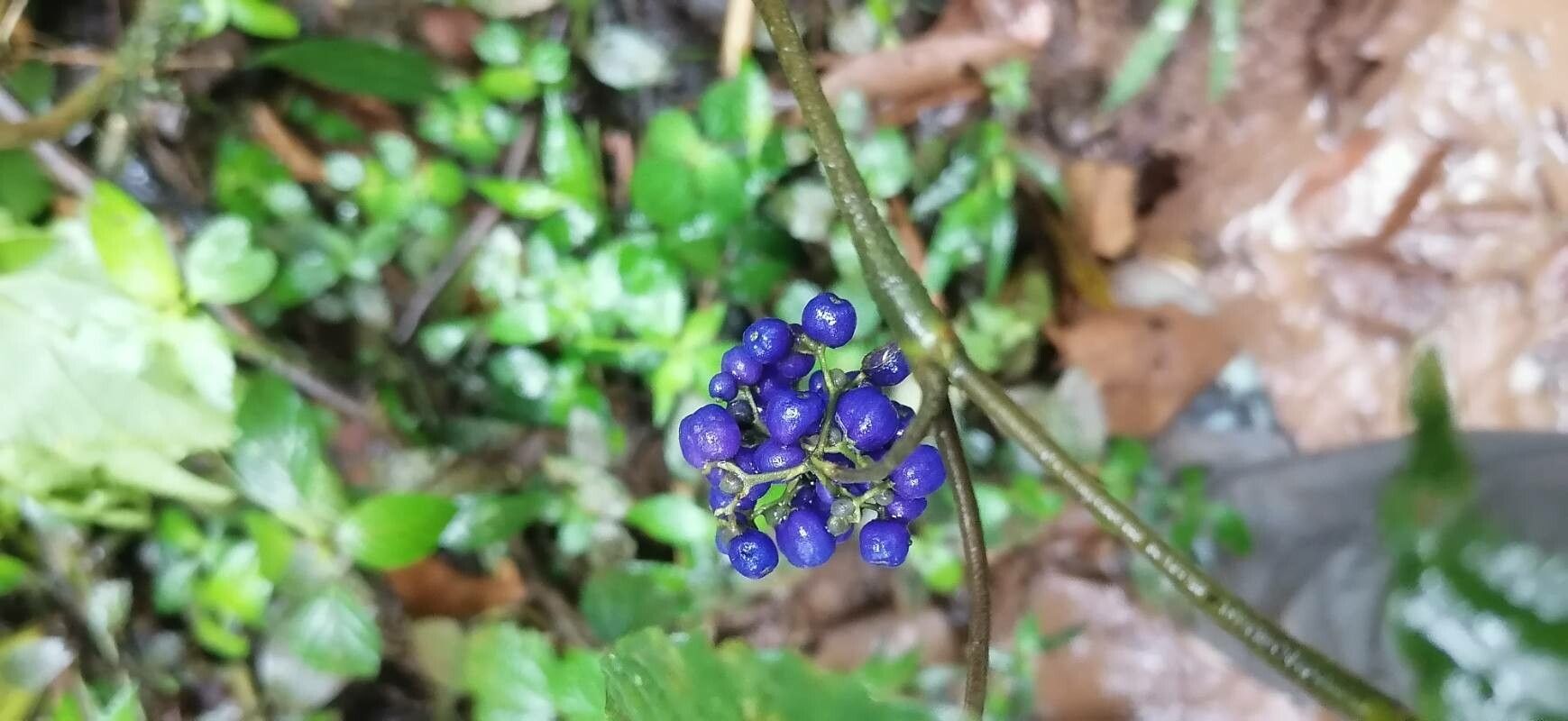 Psychotria cyanococca fruit