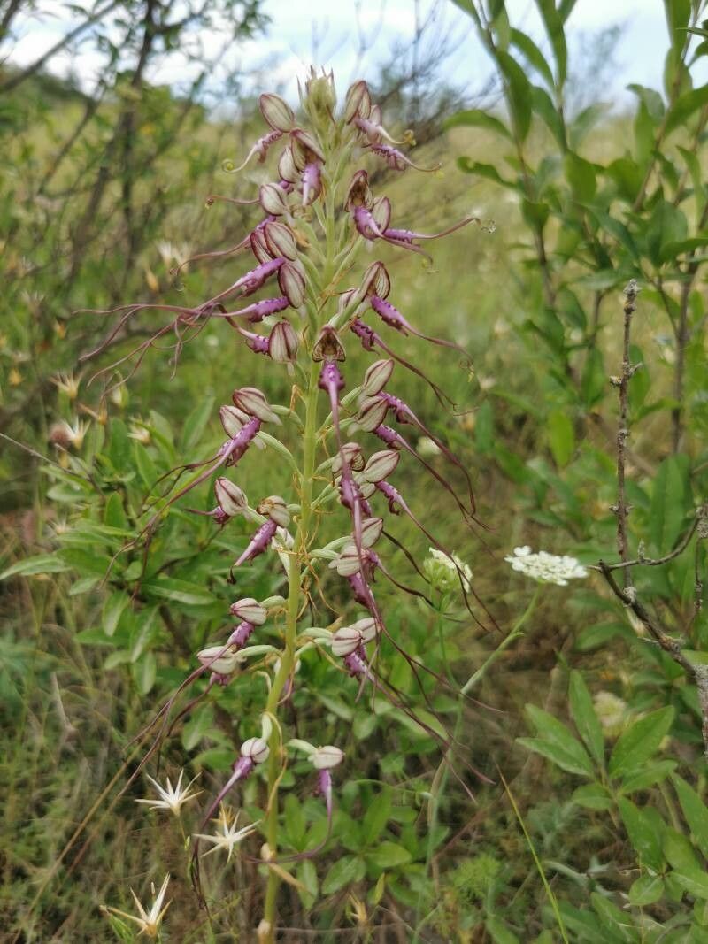 Himantoglossum caprinum flower