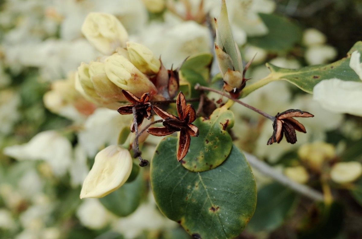 Rhododendron wardii fruit