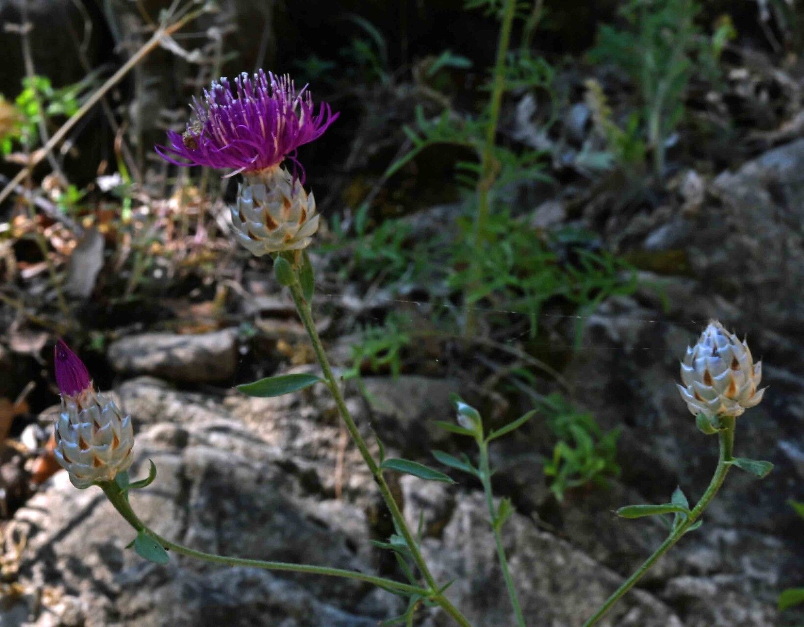 Centaurea deusta flower