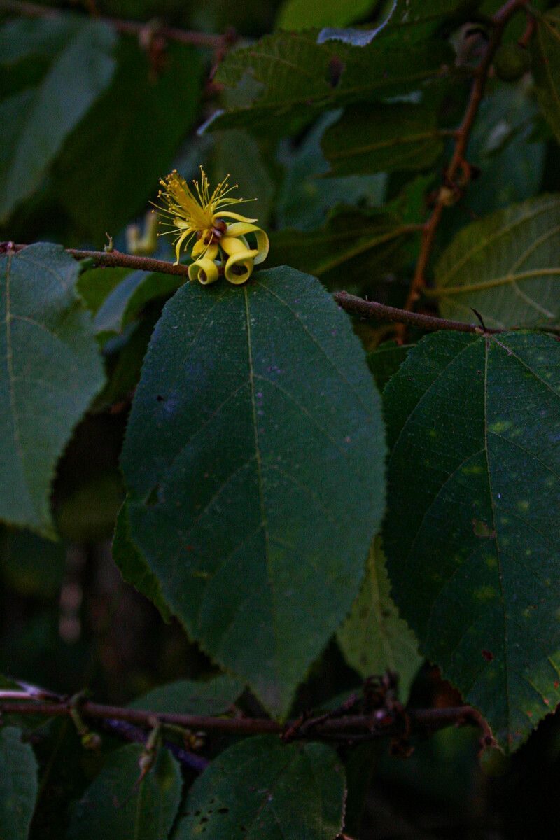 Grewia forbesii flower