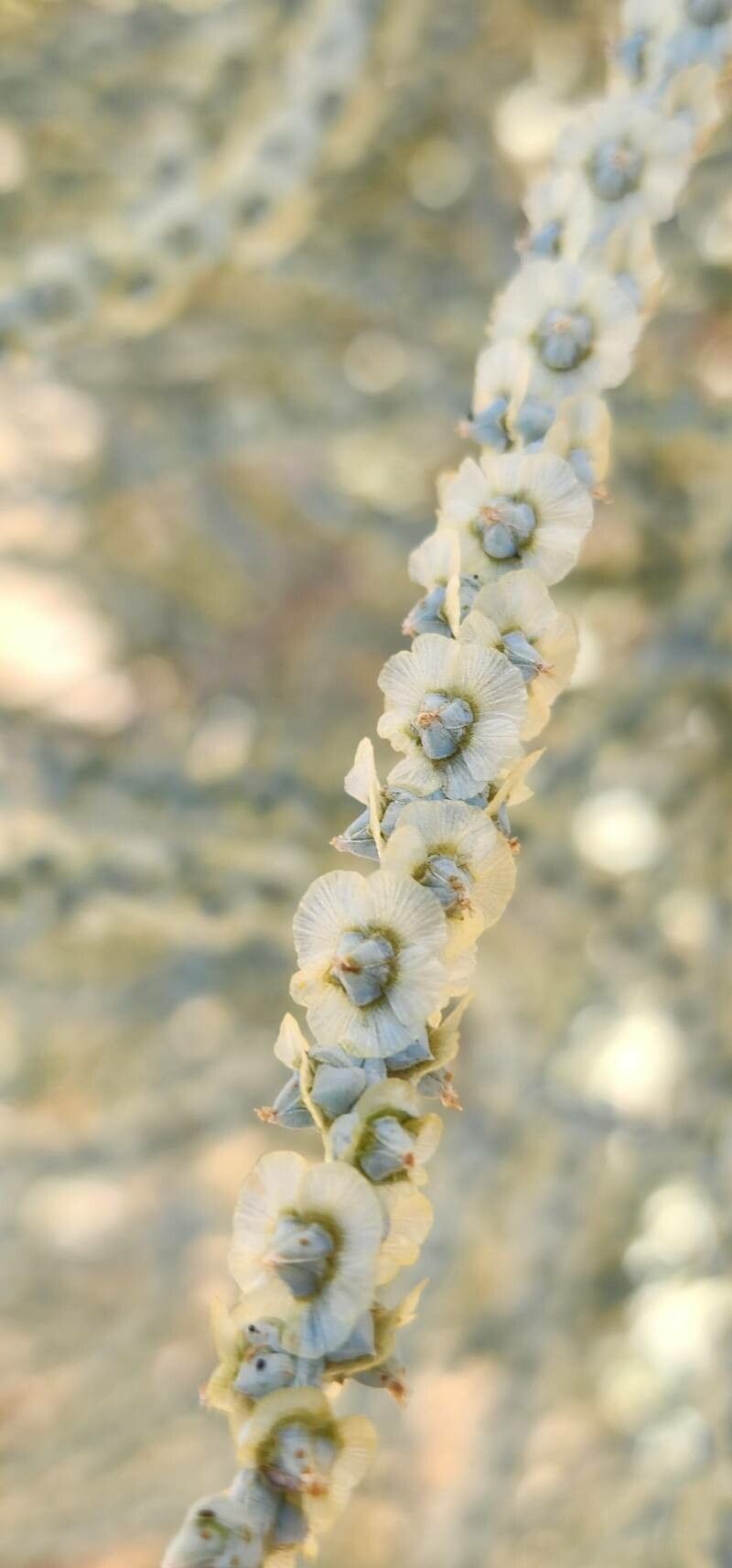Caroxylon incanescens fruit
