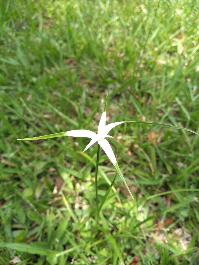 Rhynchospora latifolia flower