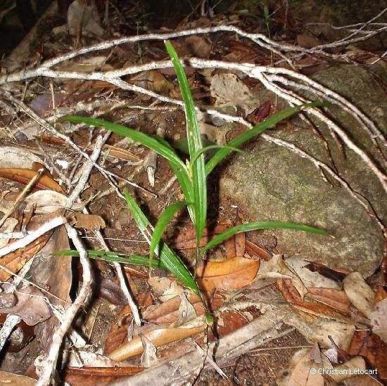 Tropidia viridifusca habit
