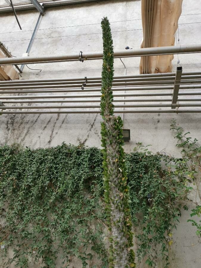 Alluaudia ascendens habit