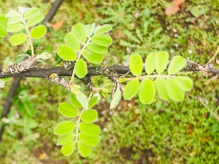 Caragana brevispina — related species from the same genus