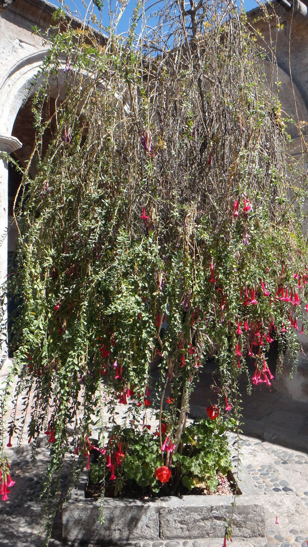 Cantua buxifolia habit