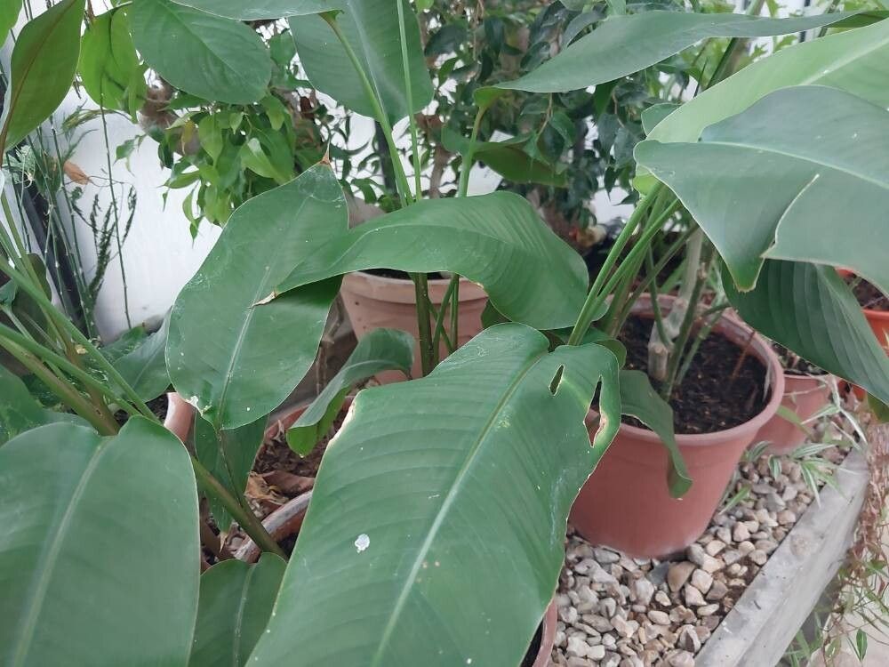 Myrosma cannifolia leaf