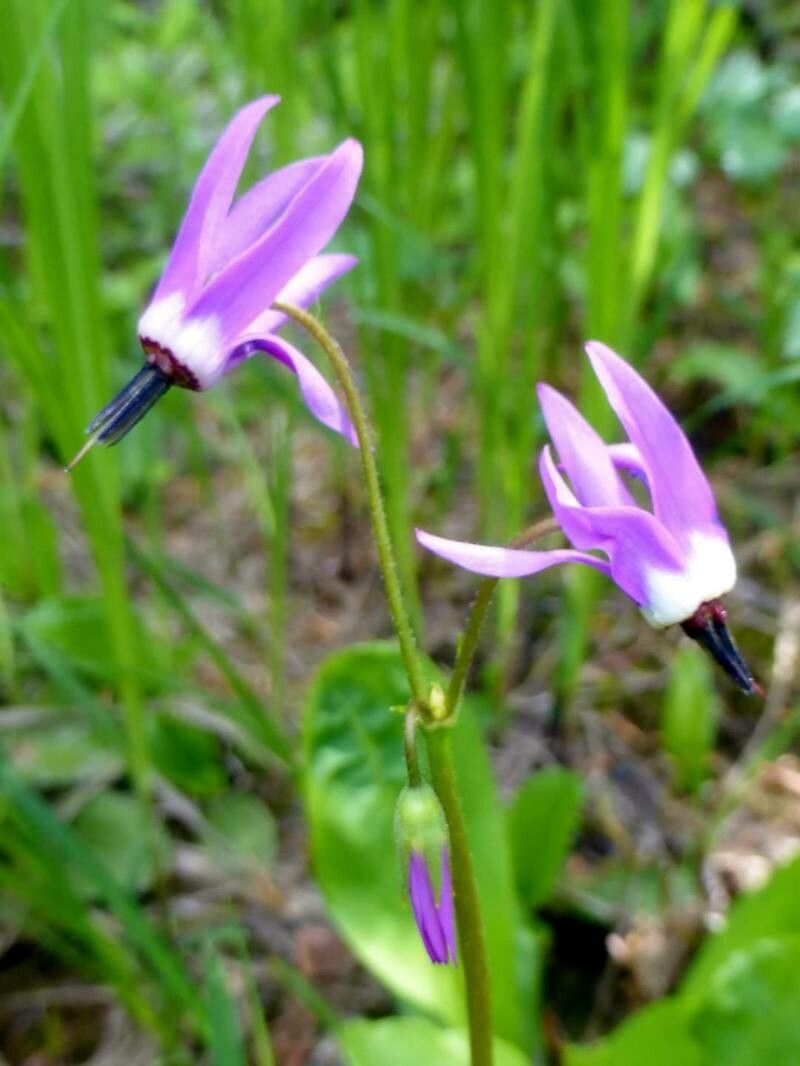 Dodecatheon jeffreyi — search result for 'Primula'