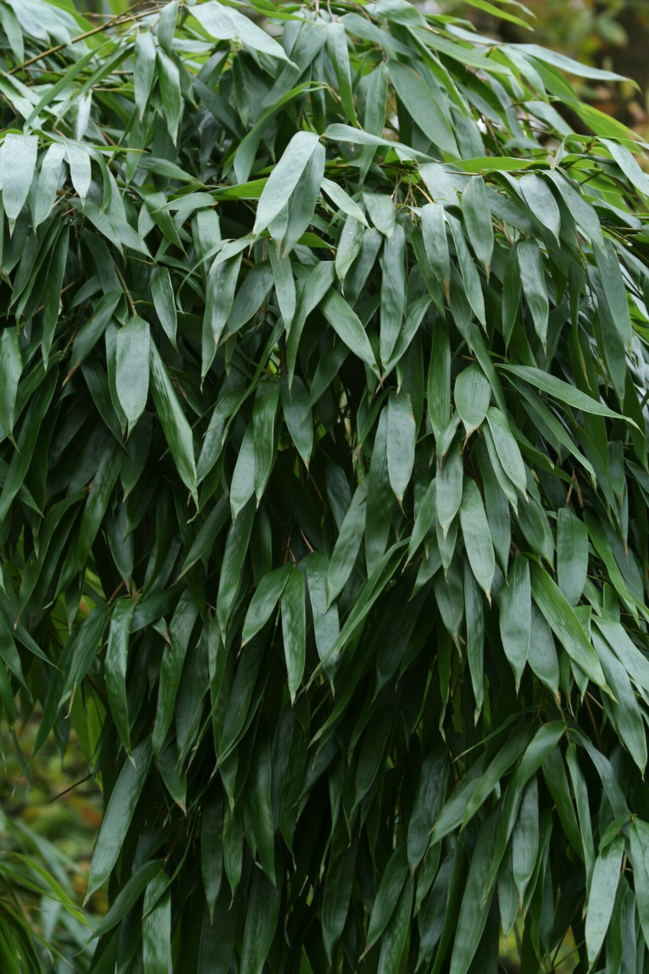 Phyllostachys vivax leaf